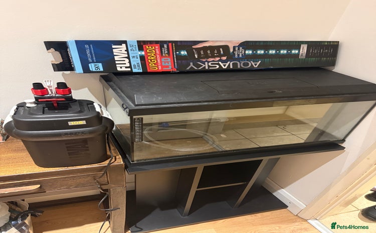 Turtle reptiles Turtles with Juwel Aquarium Full Setup - Advert 1