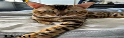 Bengal cats for sale: TICA Registered Pure Pedigree Bengal Kittens - Advert 17