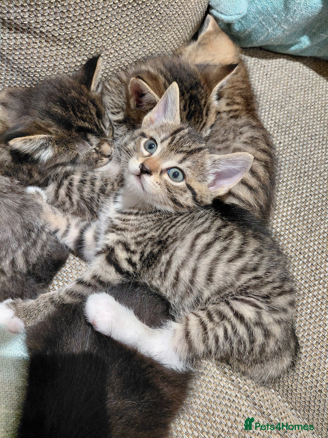 Maine Coon cats for sale: Half Maine Coon - Advert 11