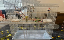 Budgerigars birds for sale: Budgie - Image 4