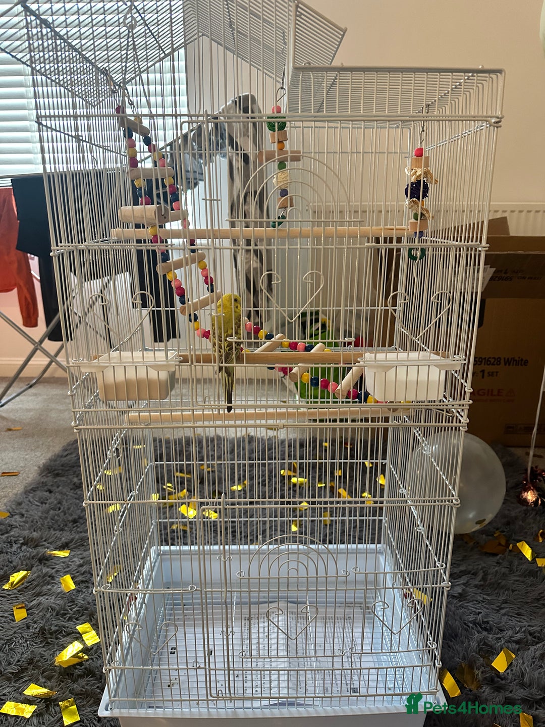 Budgerigars birds for sale: Budgie - Image 4