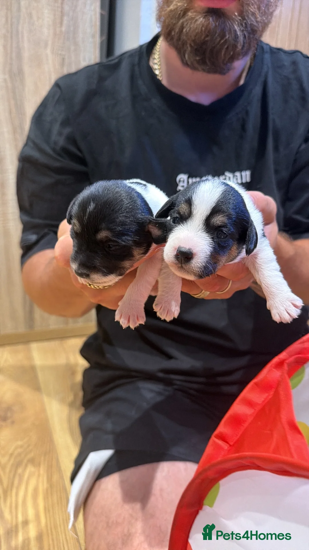Mixed Breed dogs for sale: Jack Russell Puppies  in Ascot - Advert 2