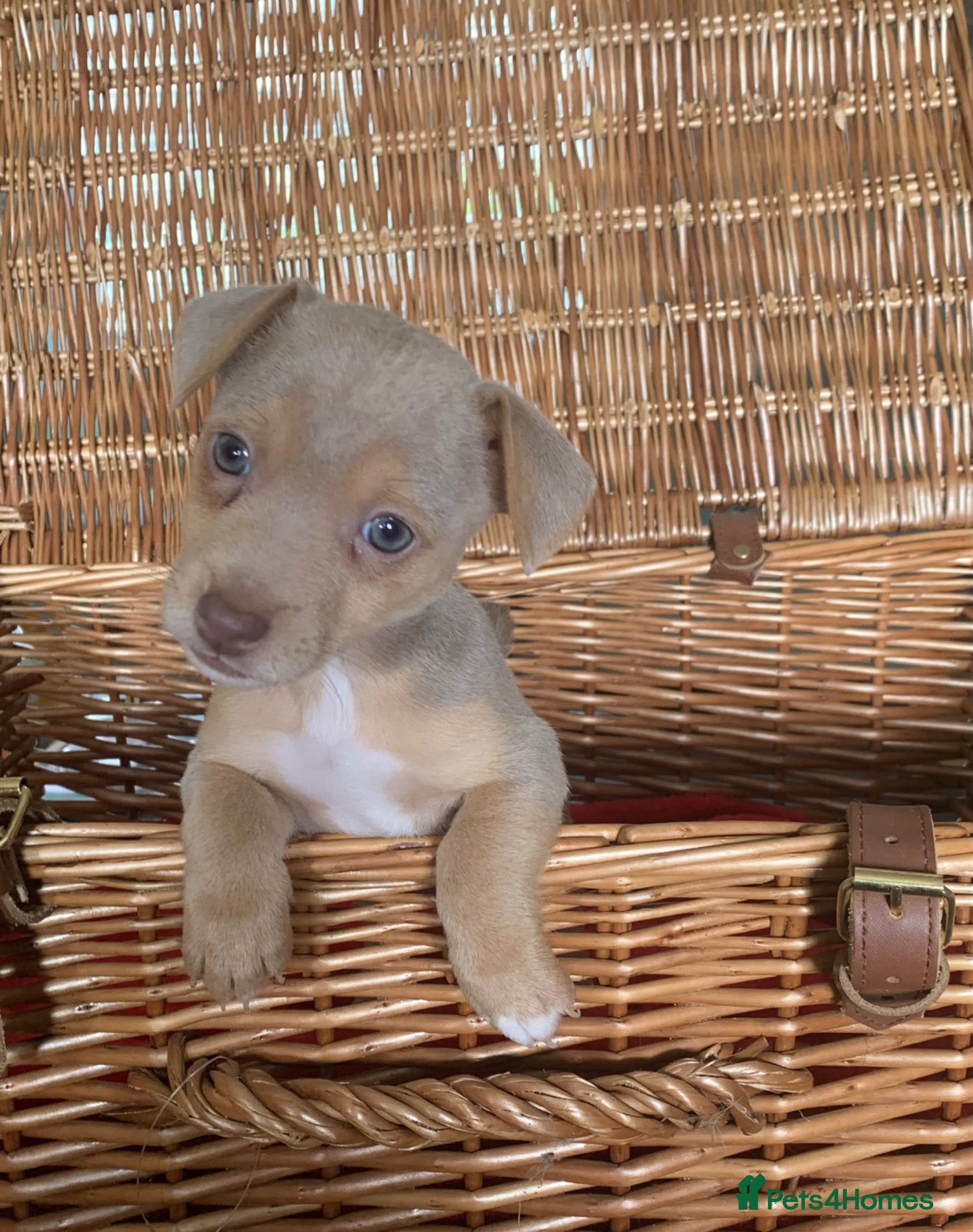 Jack Russell dogs for sale: Fabulous Jack Russell puppies  - Advert 2