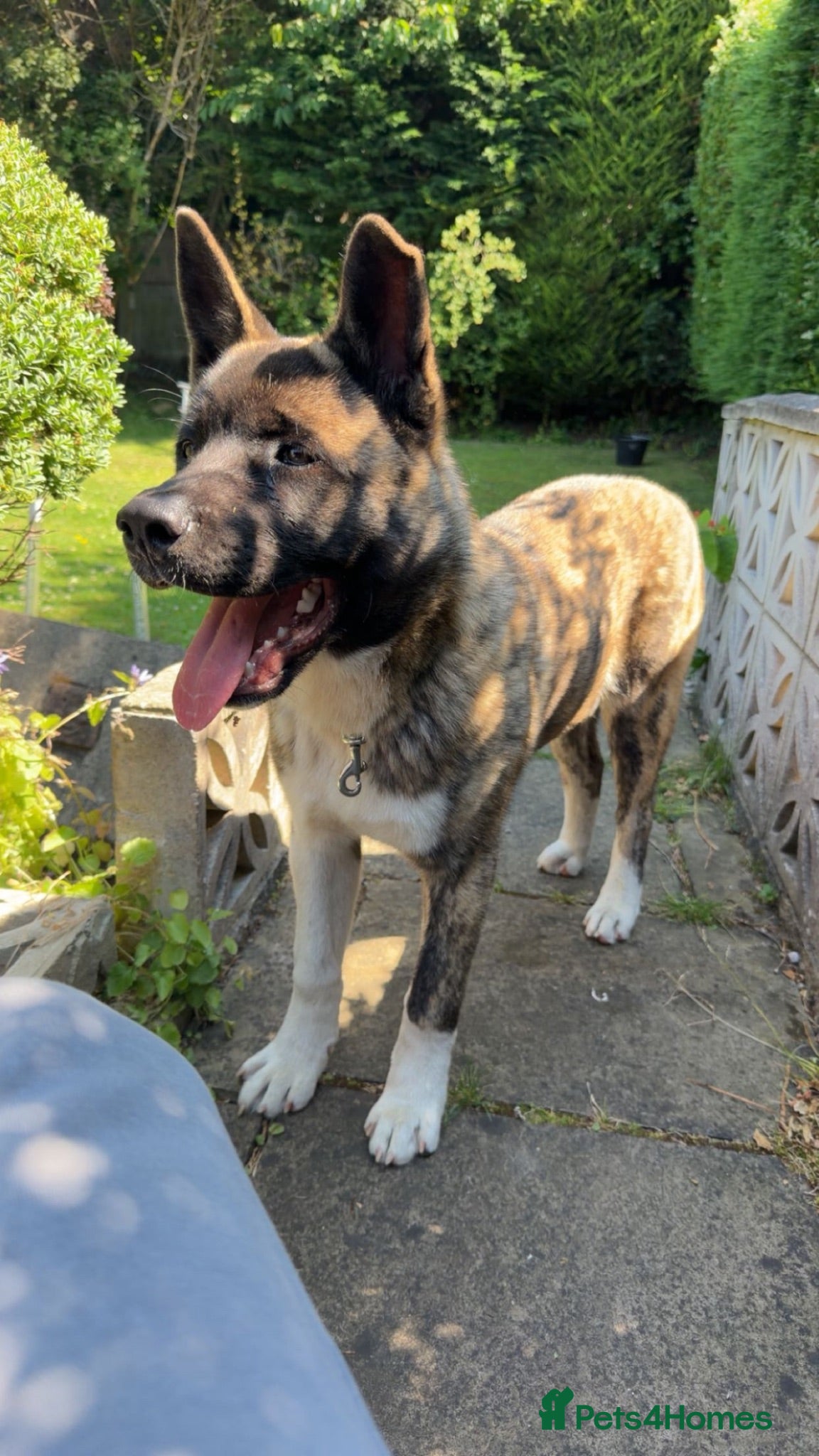 Akita dogs 6 Months American Akita  - Advert 2