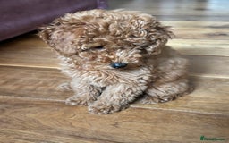 Toy Poodle dogs for sale:  Toy Poodle Puppy Looking for a Loving Home - Image 12