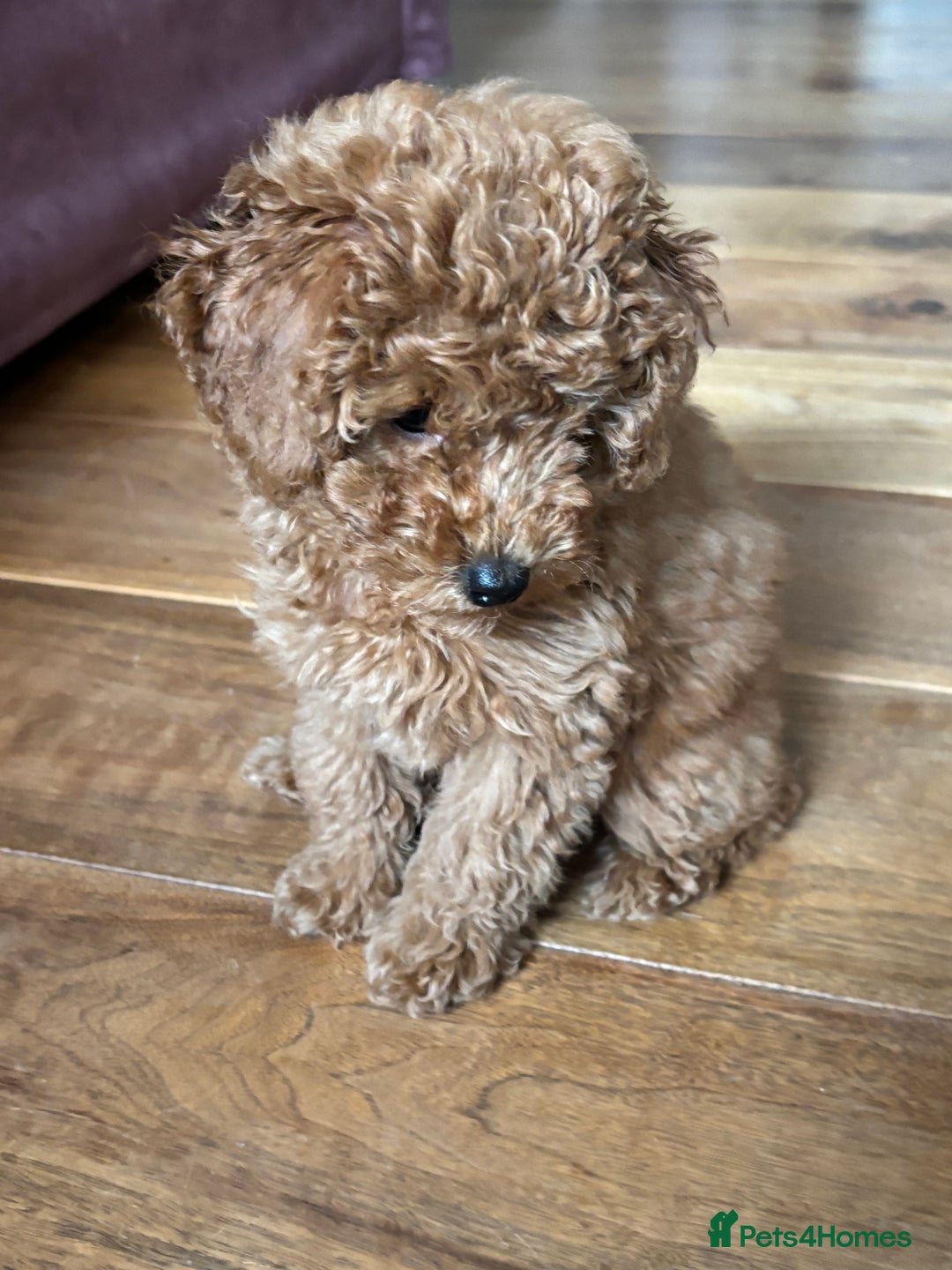 Toy Poodle dogs for sale:  Toy Poodle Puppy Looking for a Loving Home - Image 12