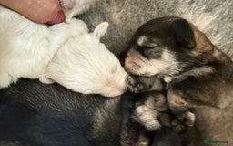 Miniature Schnauzer dogs for sale: 5*KC MINIATURE SCHNAUZER PUPPIES  - Image 1