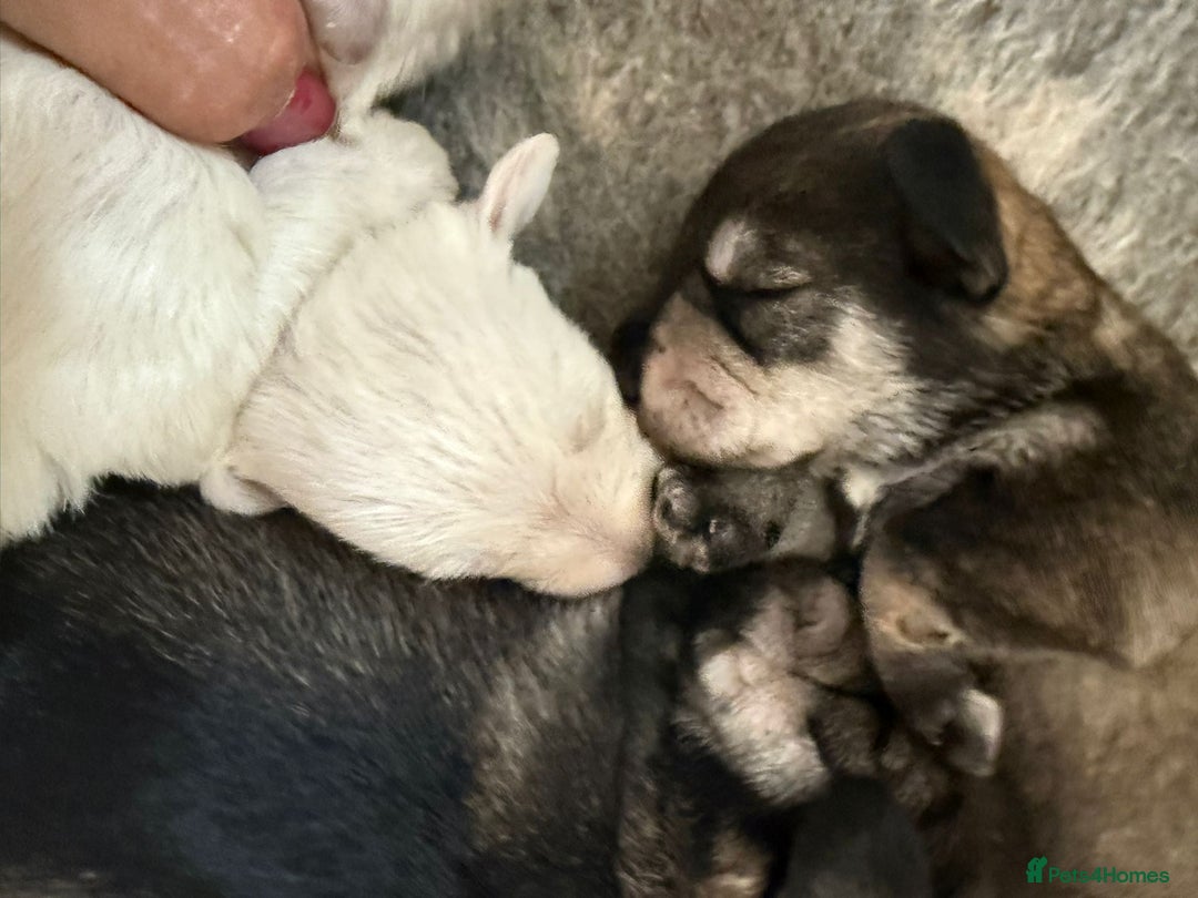 Miniature Schnauzer dogs for sale: 5*KC MINIATURE SCHNAUZER PUPPIES  - Image 1