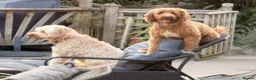 Australian Labradoodle dogs for sale: Multigenerational Australian Labradoodle Puppies - Advert 9