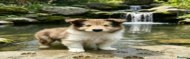 Rough Collie 2