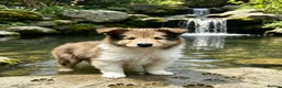 Rough Collie dogs for sale: QUALITY CLEAR DNA-SABLE/WHITE ROUGH COLLIE F PUPPY - Advert 8