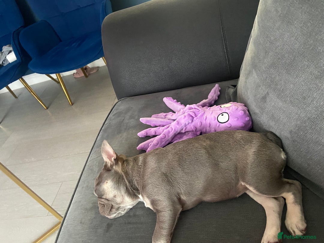 French Bulldog dogs for sale: Female 9 month old French bulldog  - Advert 4