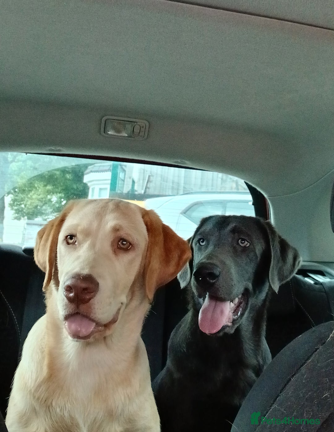 Labrador Retriever dogs for sale: Rehoming our beautiful boys, 9 month old labradors - Image 7