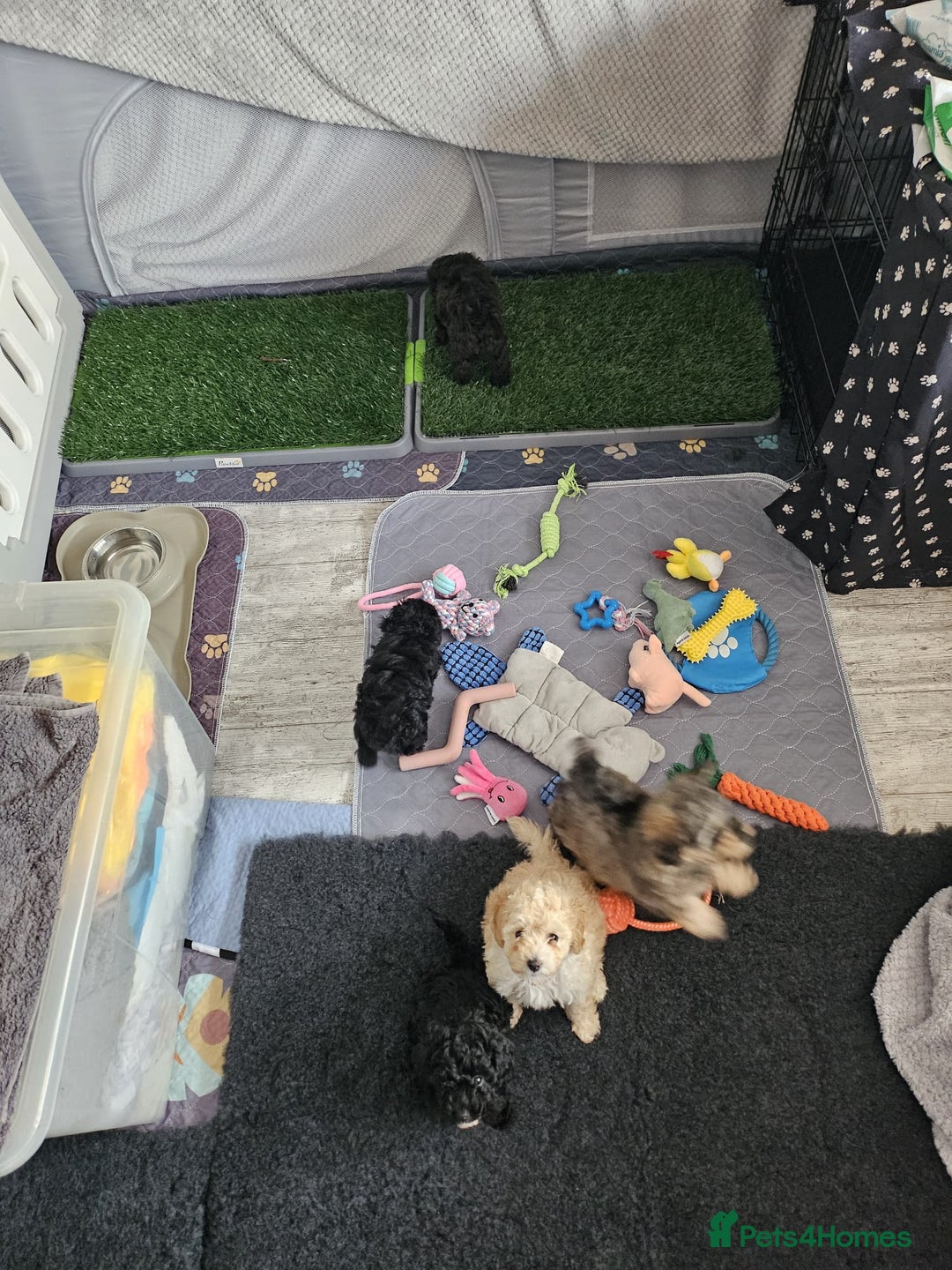 Shihpoo dogs for sale: Stunning 3rd Generation Shihpoo Puppies For Sale - Image 12