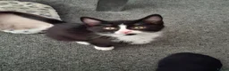 Mixed Breed cats for sale: Onyx 21 - Advert 3