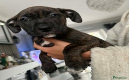 Mixed Breed dogs for sale: Beautiful pups cane/corso staff - Advert 11