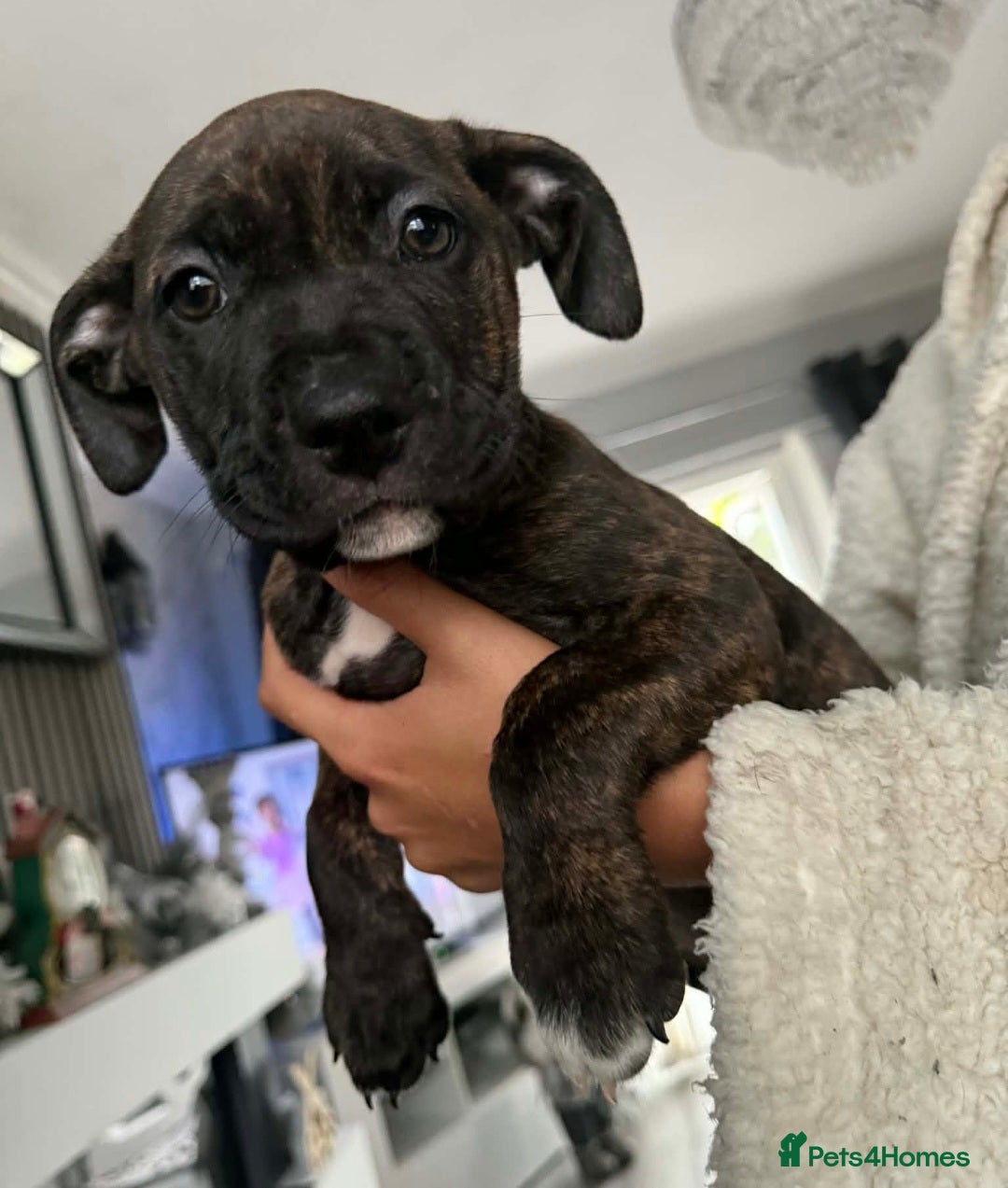 Mixed Breed dogs for sale: Beautiful pups cane/corso staff - Advert 11