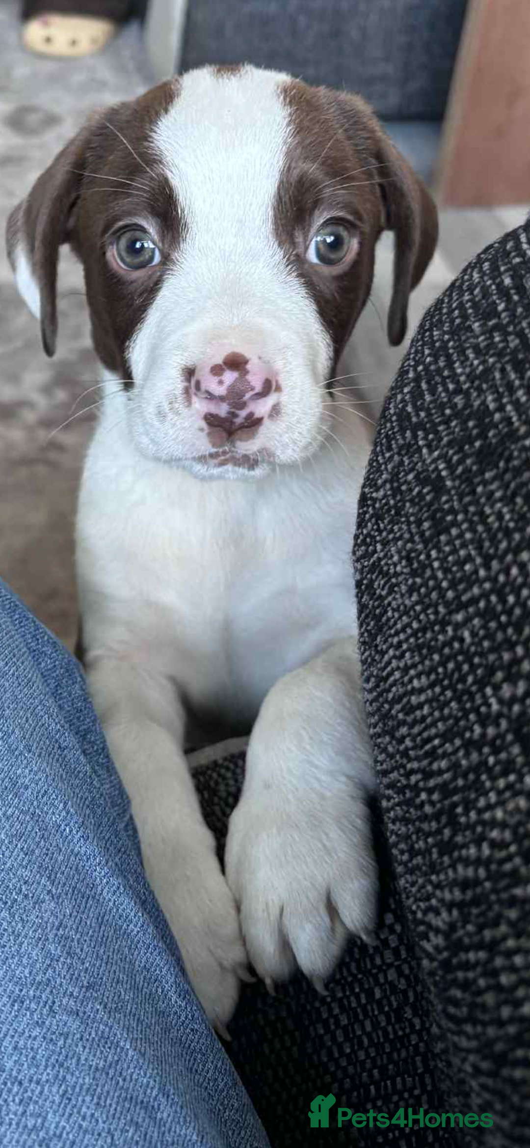 Mixed Breed dogs for sale: Cocker Bull 10 weeks  - Image 1