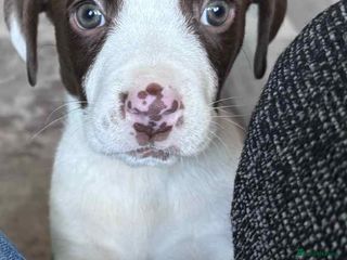 Mixed Breed dogs - Advert 2