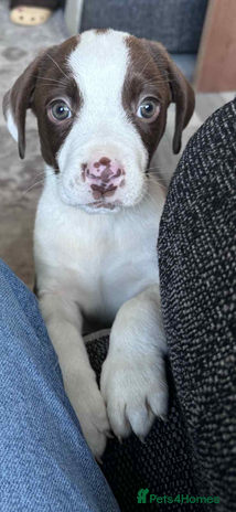 Mixed Breed dogs - Advert 5