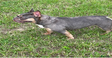 French Bulldog dogs - Advert 2