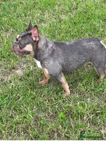 French Bulldog dogs - Advert 2