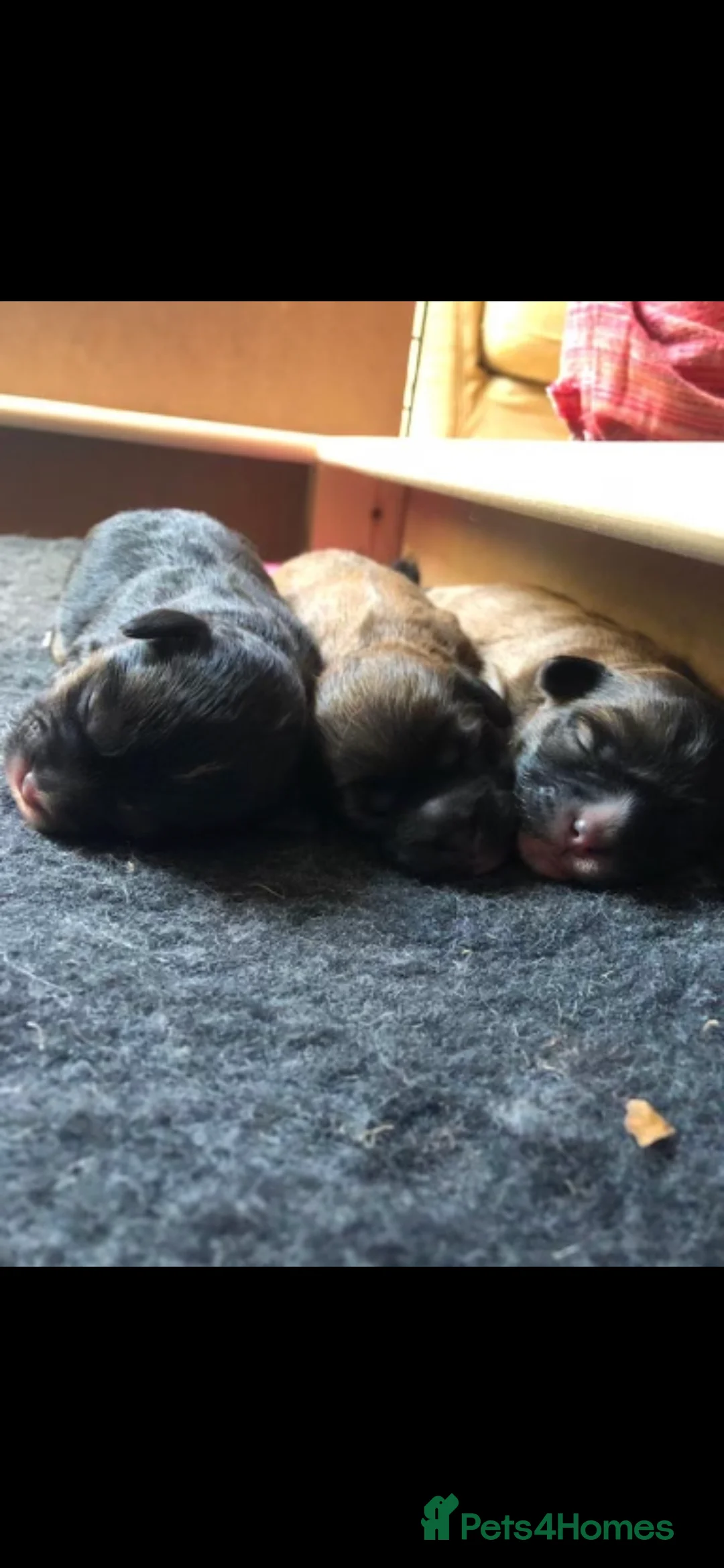 Shih Tzu dogs for stud: Gorgeous KC registered, Shih Tzu stud dog in Cullompton - Advert 11