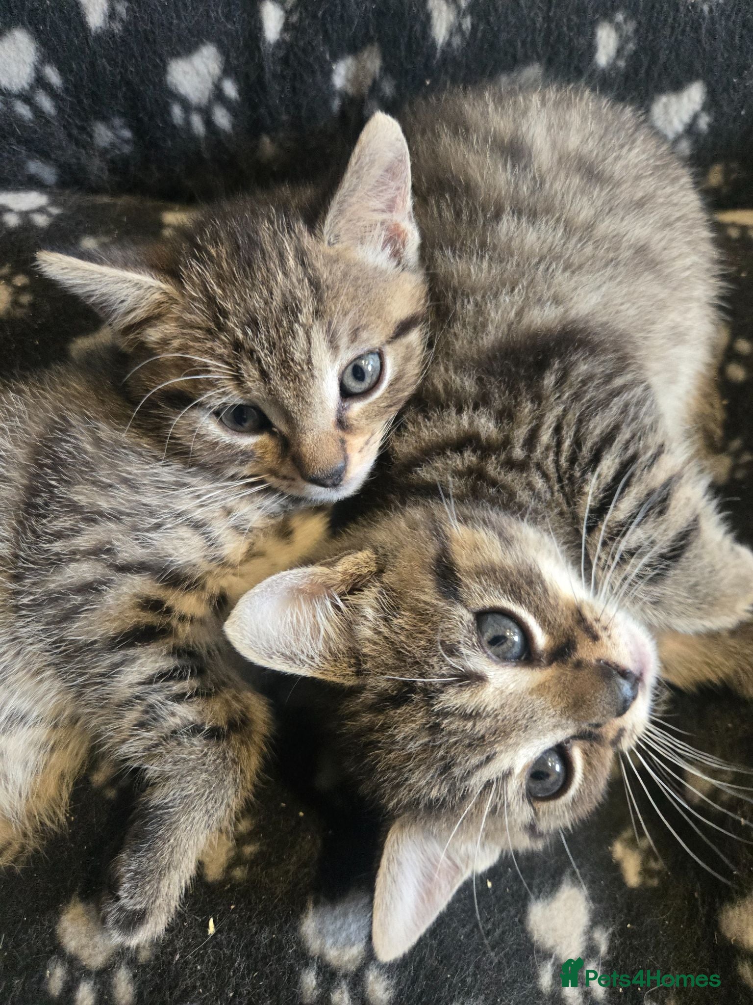 Mixed Breed cats 2 gorgeous boys - Advert 15