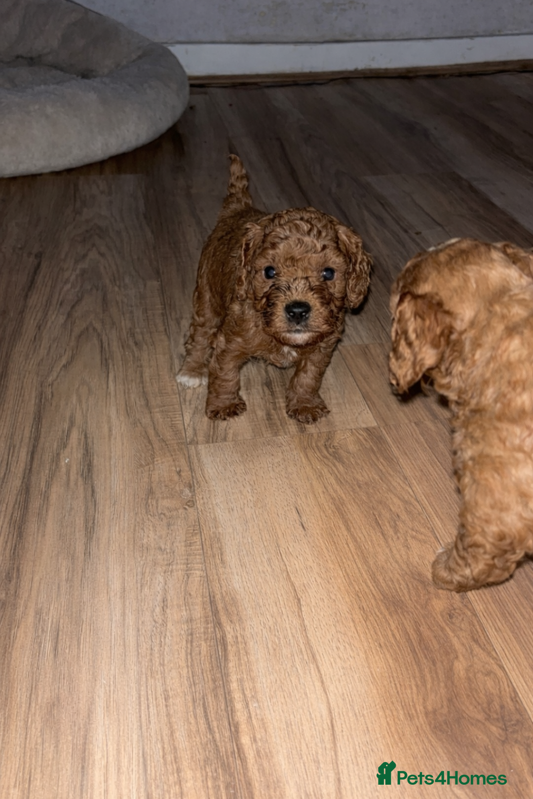 Cavapoo dogs for sale: Cavapoo F1B LAST GIRL AVAILABLE ♥️ - Advert 25