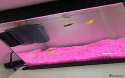 Catfish fish for sale: Fish tank with temperature fish  - Image 2