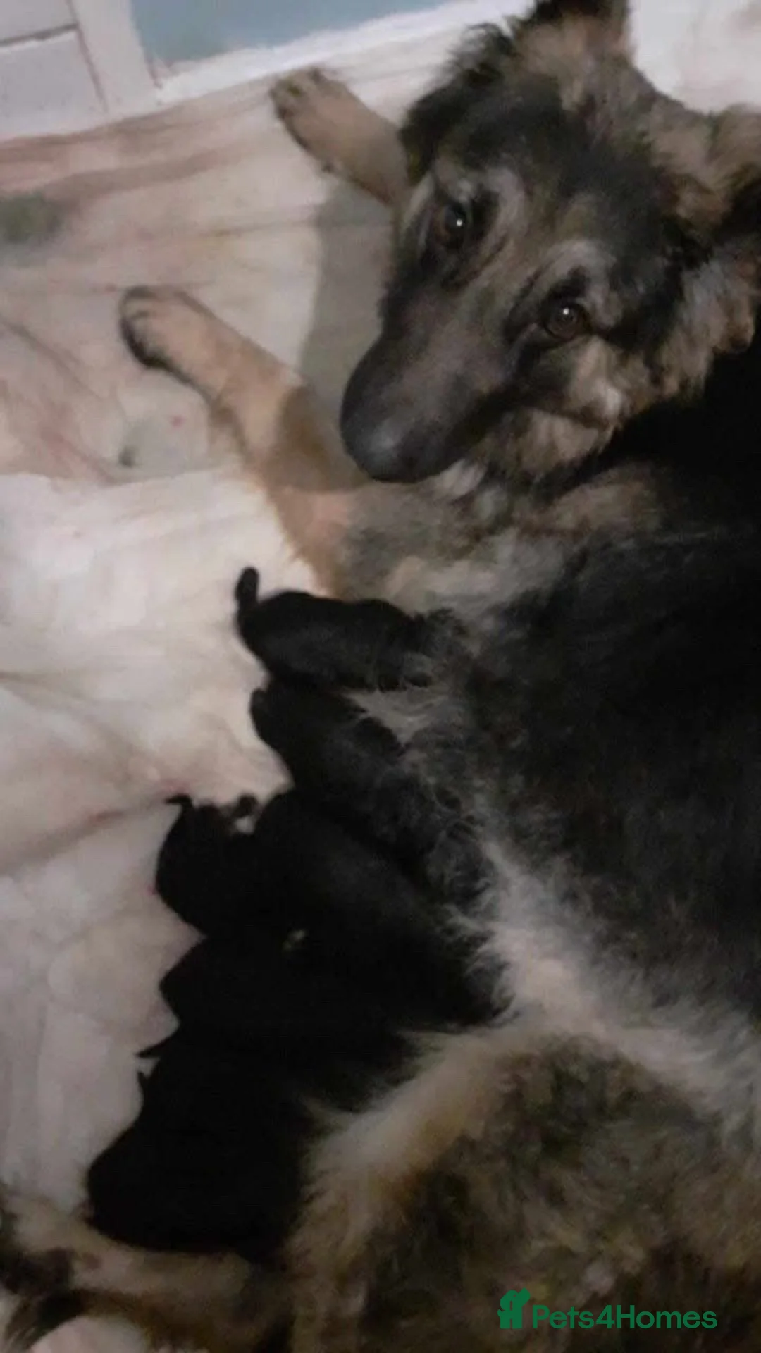 German Shepherd dogs for sale: Longhaired german shepherd puppies  - Advert 6