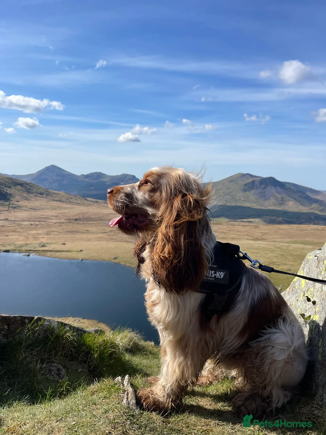 Cocker Spaniel dogs for stud: KC Registered 3rd Gen Pedigree Show Type Cocker - Advert 2