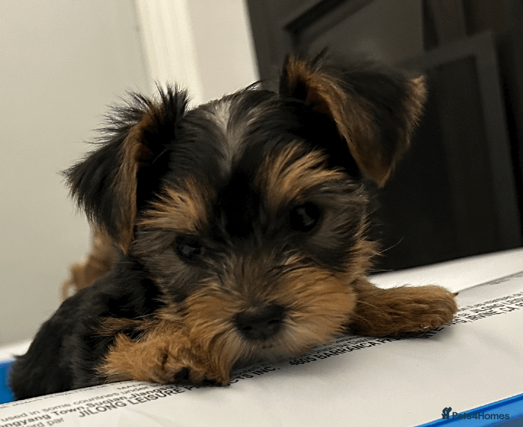 Yorkshire Terrier dogs for sale: Mini Yorkshire Terrier Puppies. - Advert 5
