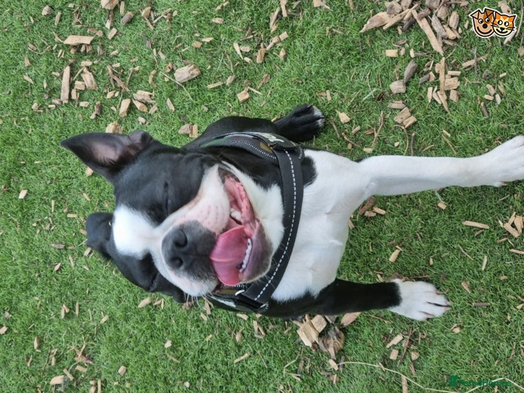 Boston Terrier dogs for stud: KC WILDAX, SKIN DEEP CHAMP LINE STUD in Leeds - Image 4