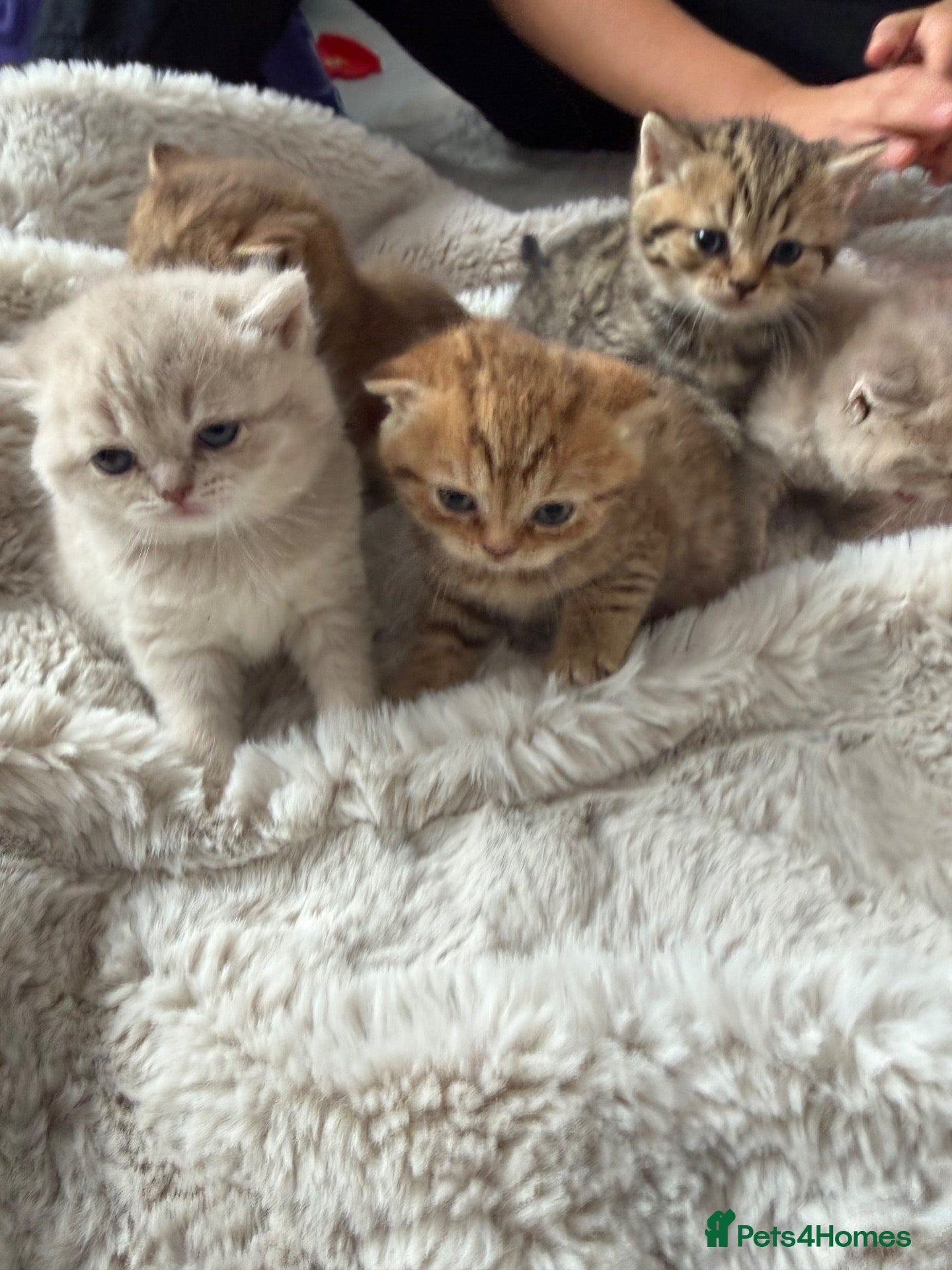 Scottish Fold cats Exceptional litter of Scottish fold/ straight😍😍 - Advert 1
