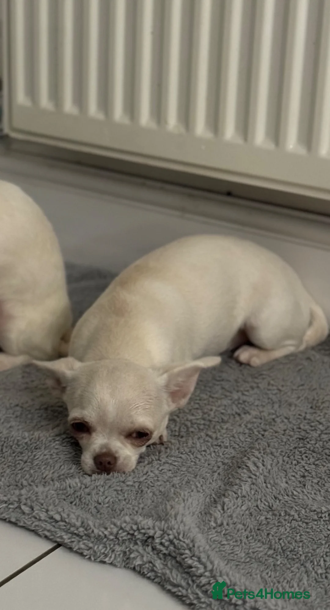 Chihuahua dogs for sale: pure bred short haired teacup chihuahua  in Ilkeston - Advert 2