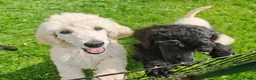 Standard Poodle dogs for sale: Beautiful litter of pure bred Standard Poodles in Anstruther - Advert 3