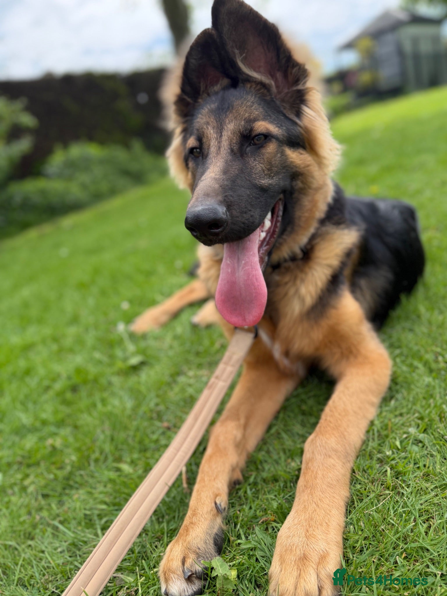 German Shepherd dogs Male german shepherd  - Advert 1