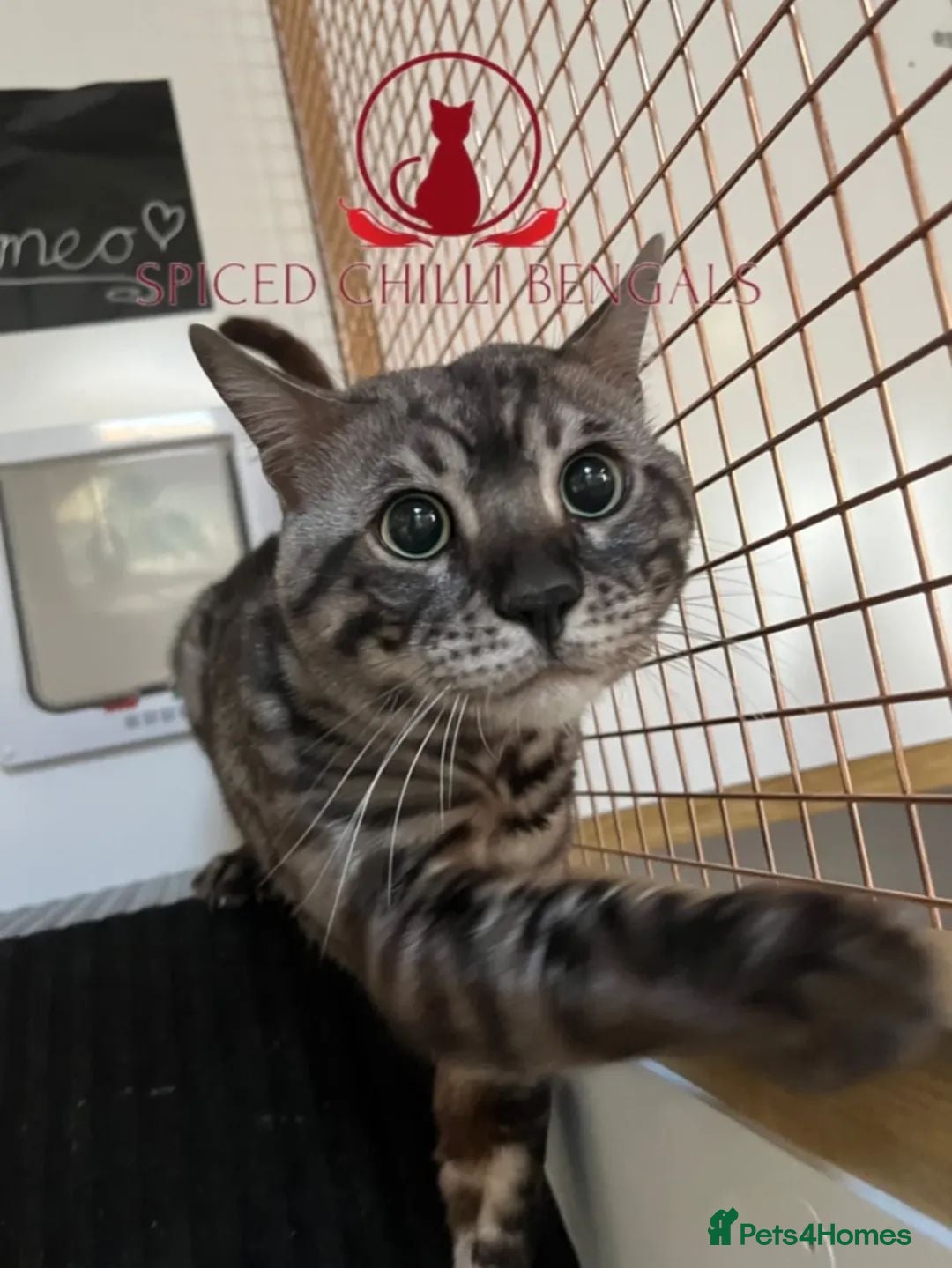 Bengal cats for sale: ✨️ CHAMPION BENGAL LOOKING FOR FOREVER HOME ✨️ - Advert 3