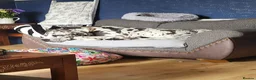 Great Dane dogs for stud: For stud - Advert 2