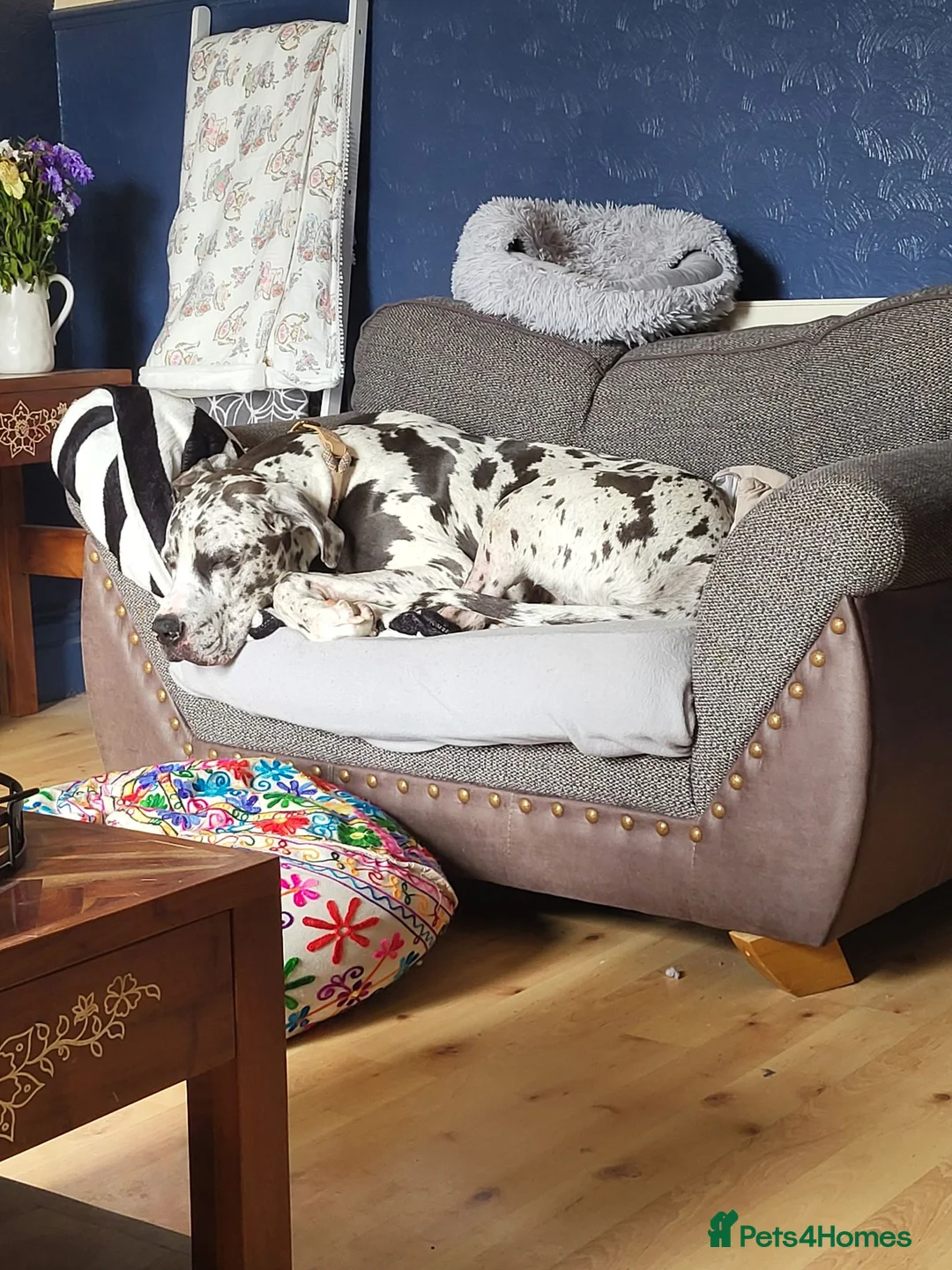 Great Dane dogs for stud: For stud - Advert 2