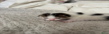 White/Black Tabby Girl 