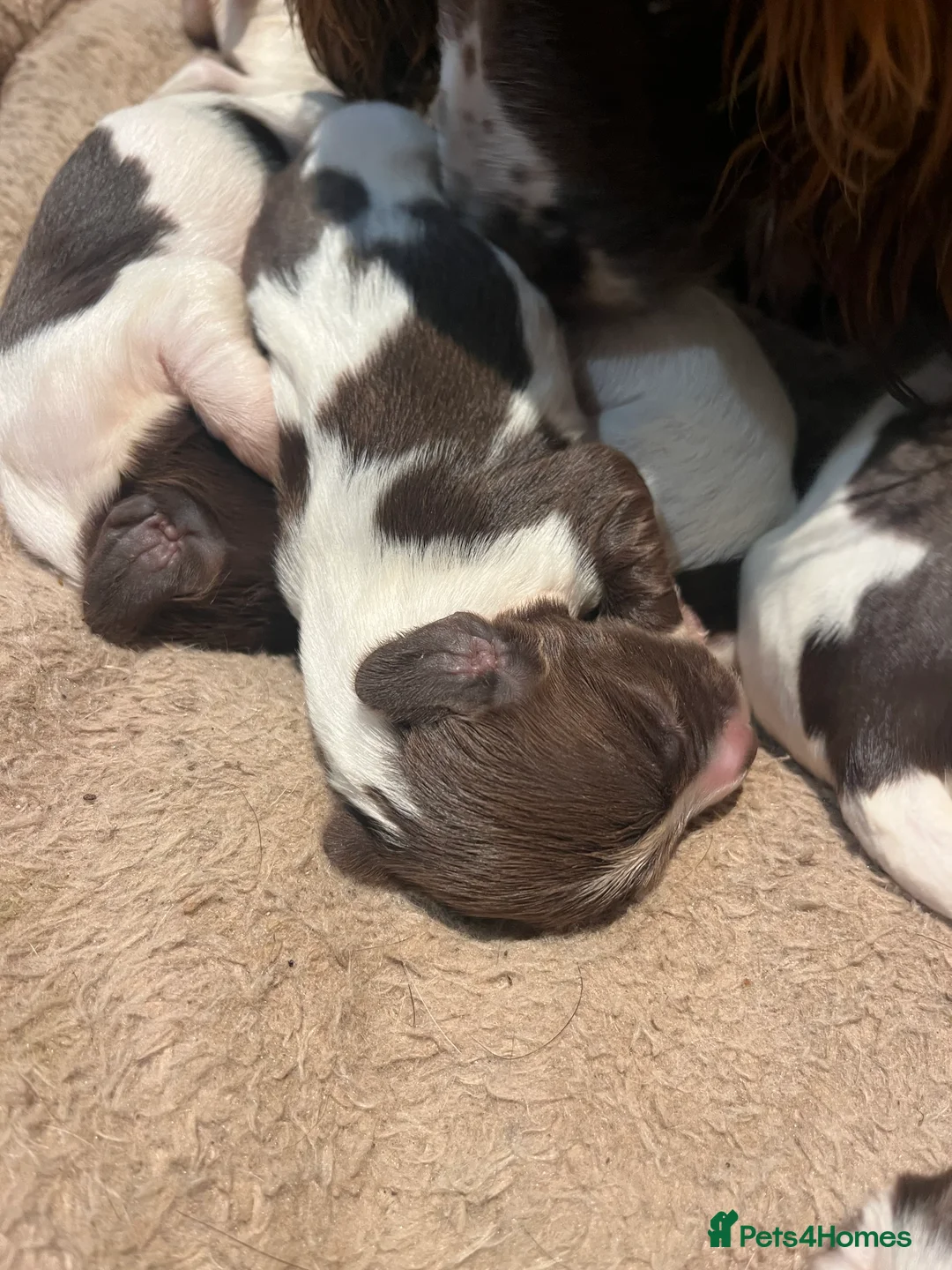 English Springer Spaniel dogs for sale: Working springer spaniels  - Advert 3