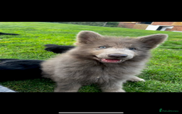 German Shepherd dogs for sale: ⭐️Chunky kc reg GSD pups ⭐️  - Image 10