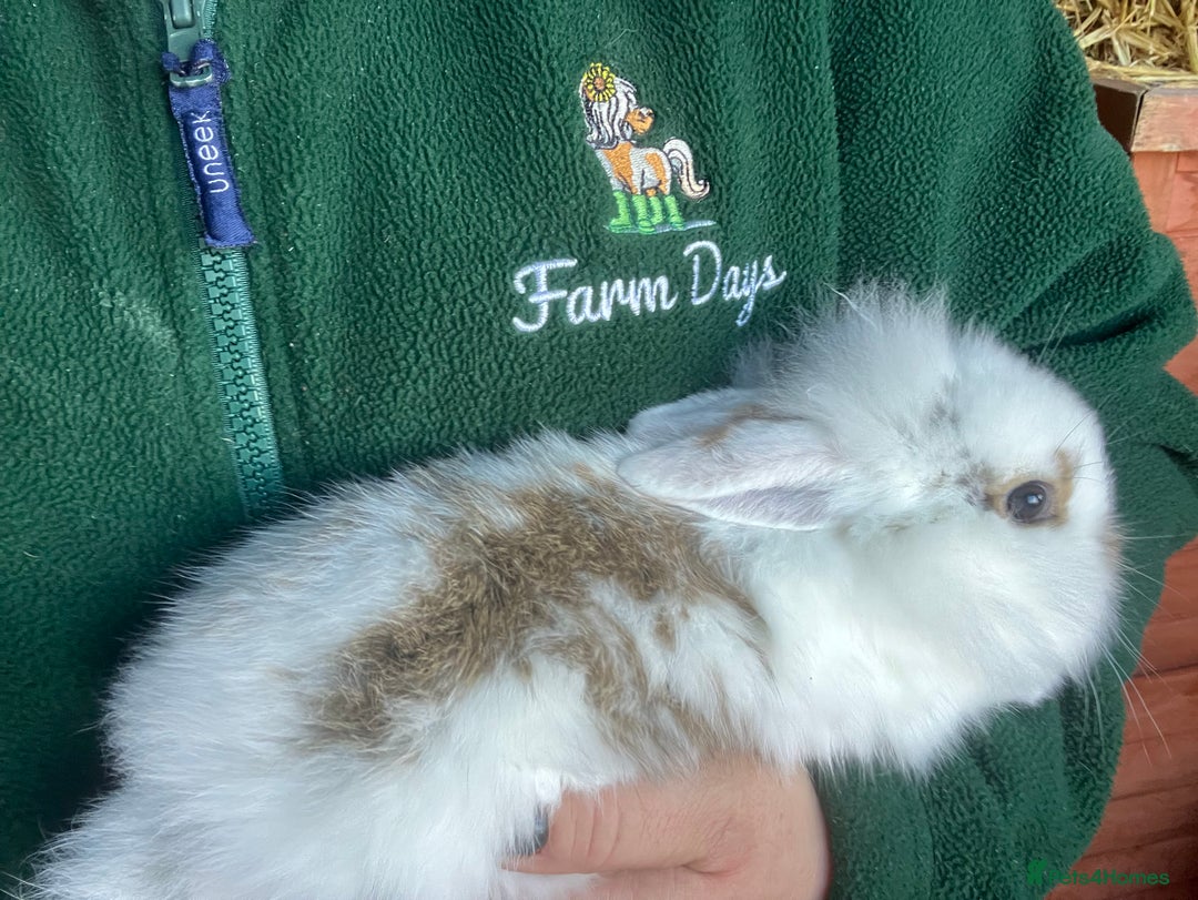 Mini Lion Lop rabbits for sale: Mini lion lop rabbits for sale male and female  - Advert 2