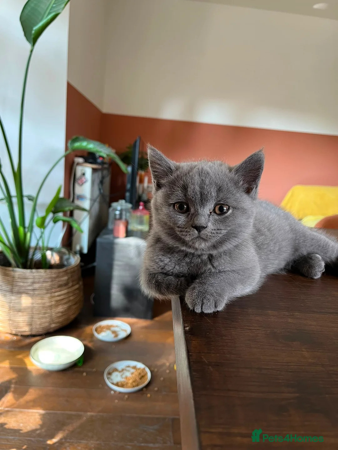 British Shorthair cats for sale: British shorthair kittens 🐱  - Advert 2