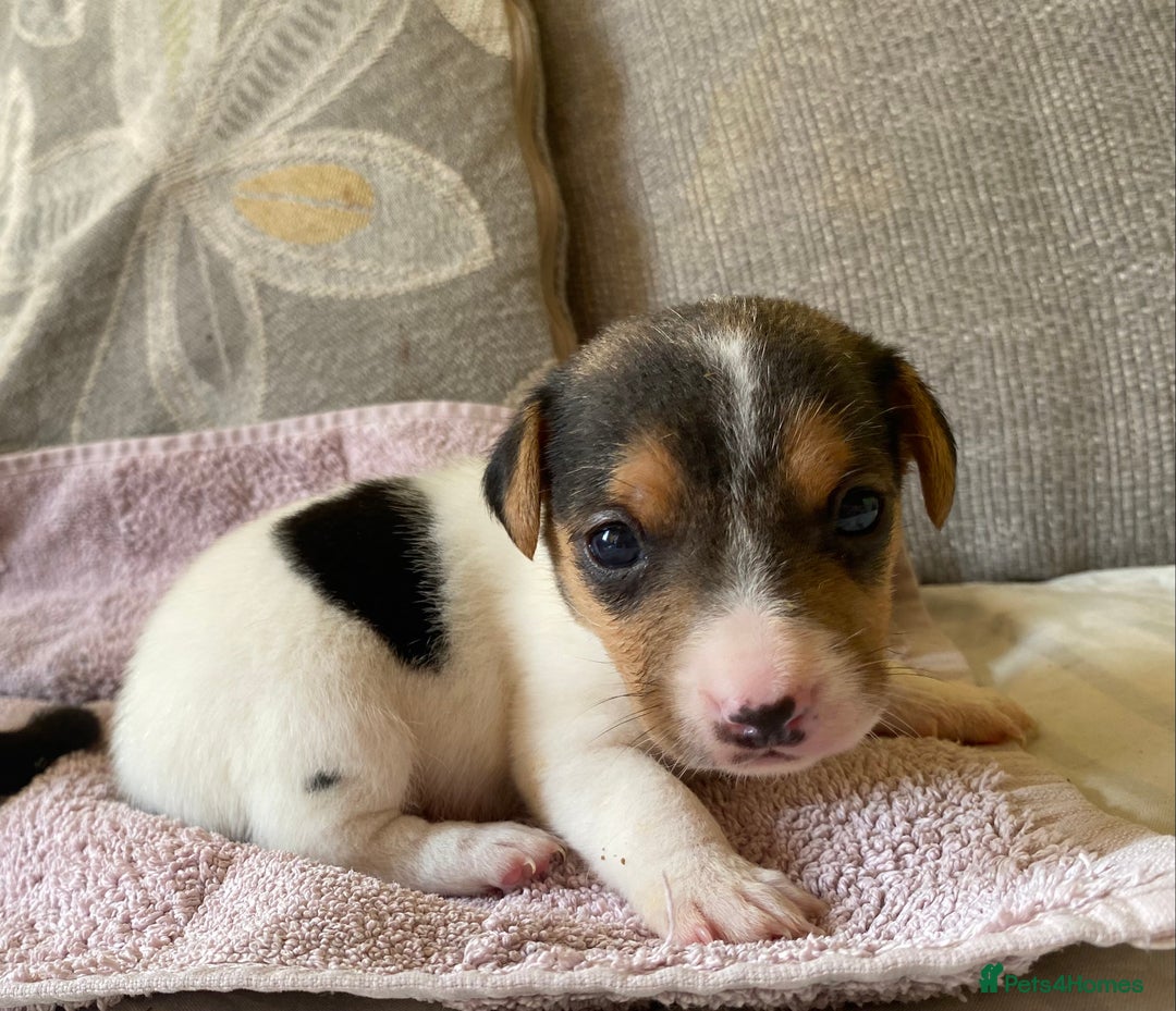 Jack Russell dogs for sale: 3 gorgeous male Jack Russells - Image 12