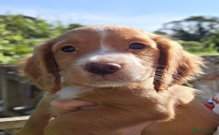 Cocker Spaniel dogs - Advert 15