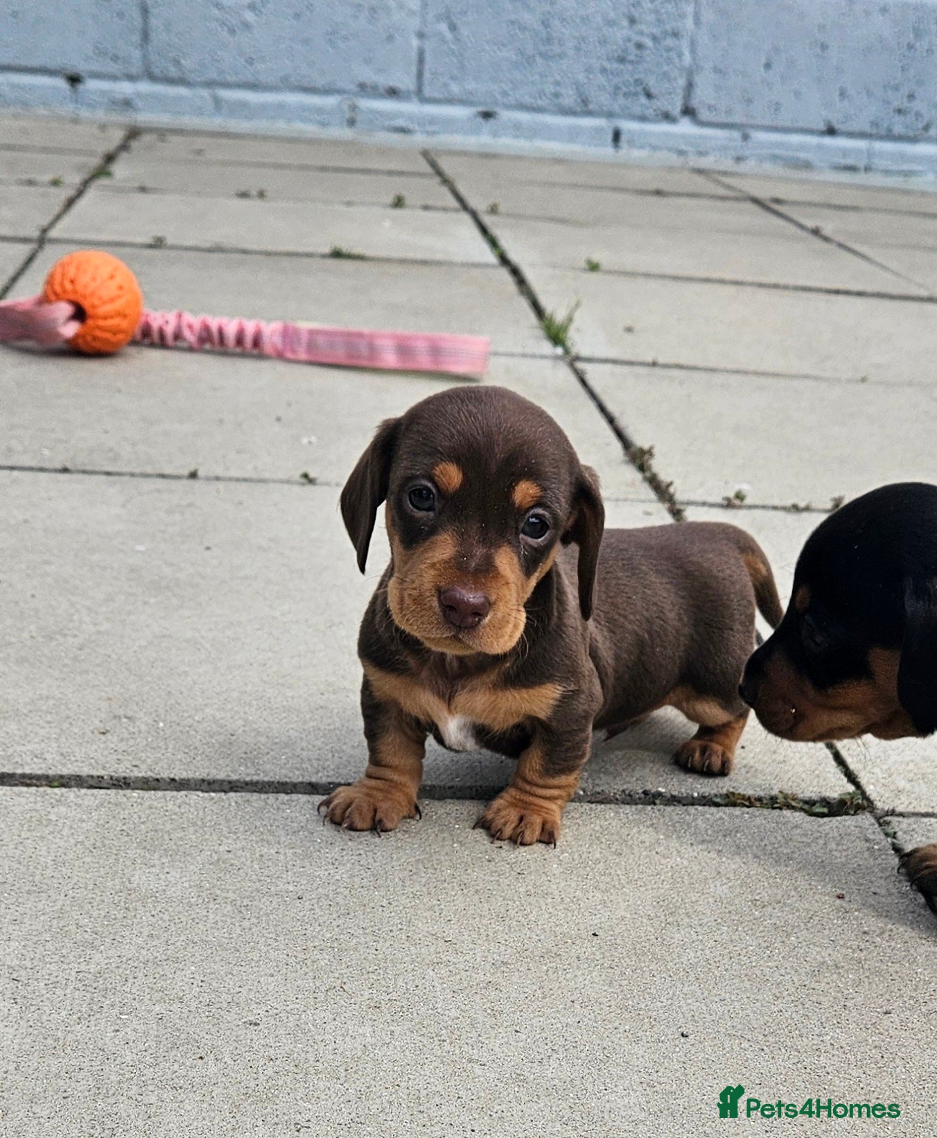 Miniature Dachshund dogs Miniature dachshund puppies  - Advert 2