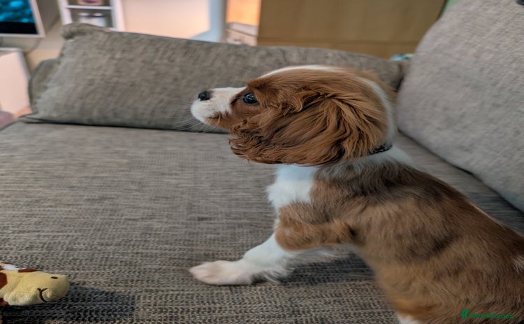 Cavalier King Charles Spaniel dogs - Advert 16